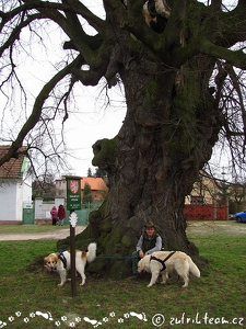 Lípa malolista, tilia cordata :) aneb finalista soutěže strom roku 2007